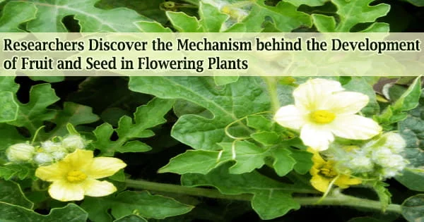 Researchers Discover the Mechanism behind the Development of Fruit and Seed in Flowering Plants