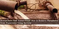 Researchers Find ‘Future-Proof’ Way to Remove Phosphorus from Wastewater Using Bacteria