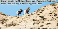 Researchers in the Mojave Desert are “Cautiously Optimistic” About the Recovery of Desert Bighorn Sheep