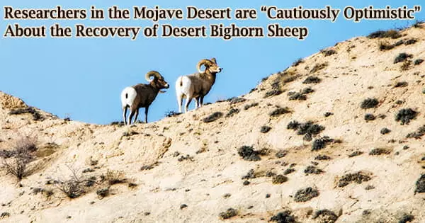 Researchers in the Mojave Desert are “Cautiously Optimistic” About the Recovery of Desert Bighorn Sheep