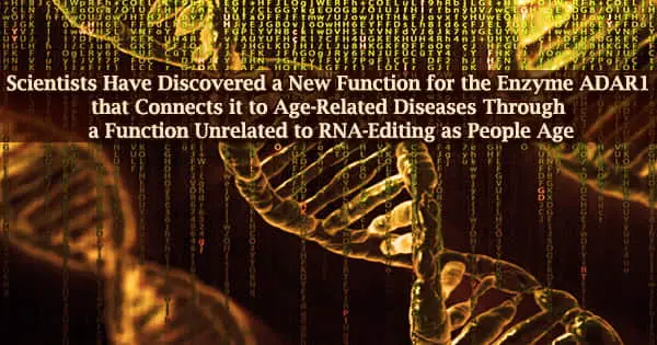 Scientists Have Discovered a New Function for the Enzyme ADAR1 that Connects it to Age-Related Diseases Through a Function Unrelated to RNA-Editing as People Age