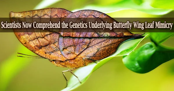 Scientists Now Comprehend the Genetics Underlying Butterfly Wing Leaf Mimicry