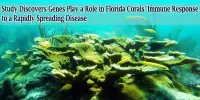Study Discovers Genes Play a Role in Florida Corals’ Immune Response to a Rapidly Spreading Disease