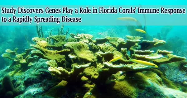 Study Discovers Genes Play a Role in Florida Corals’ Immune Response to a Rapidly Spreading Disease