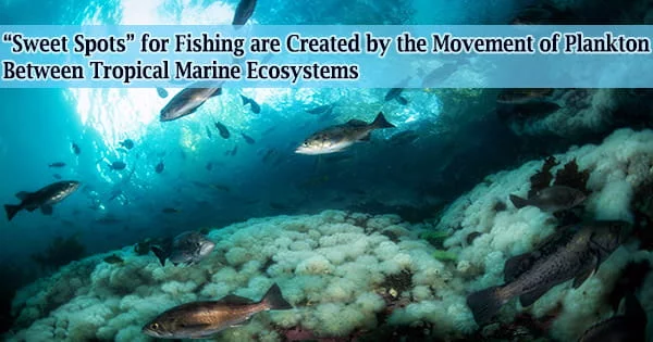 “Sweet Spots” for Fishing are Created by the Movement of Plankton Between Tropical Marine Ecosystems