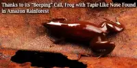 Thanks to its “Beeping” Call, Frog with Tapir-Like Nose Found in Amazon Rainforest