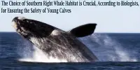 The Choice of Southern Right Whale Habitat is Crucial, According to Biologists, for Ensuring the Safety of Young Calves