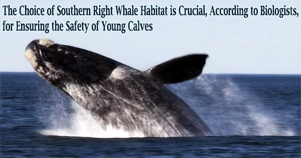 The Choice of Southern Right Whale Habitat is Crucial, According to Biologists, for Ensuring the Safety of Young Calves