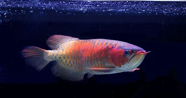 The Fanciest Pet Fish Around Is Worth $300,000