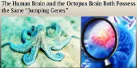 The Human Brain and the Octopus Brain Both Possess the Same “Jumping Genes”