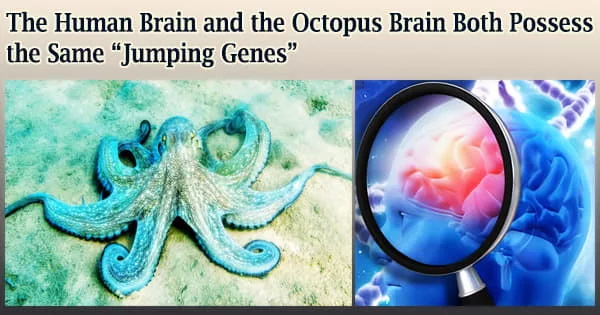 The Human Brain and the Octopus Brain Both Possess the Same “Jumping Genes”