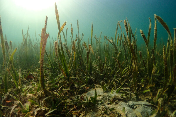 The-Importance-of-Seagrass-to-the-Future-of-Planet-is-far-Underestimated-1