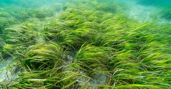 The Importance of Seagrass to the Future of Planet is far Underestimated