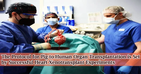 The Protocol for Pig-to-Human Organ Transplantation is Set by Successful Heart Xenotransplant Experiments