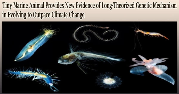 Tiny Marine Animal Provides New Evidence of Long-Theorized Genetic Mechanism in Evolving to Outpace Climate Change