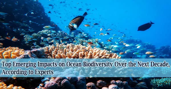 Top Emerging Impacts on Ocean Biodiversity Over the Next Decade, According to Experts