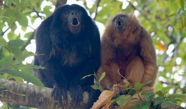 Why-Humans-are-the-only-Primate-Species-with-more-Voice-Control-1