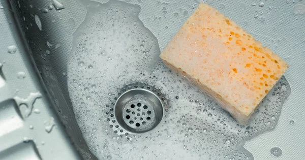 Why are Kitchen Sponges ideal Bacteria Habitats?