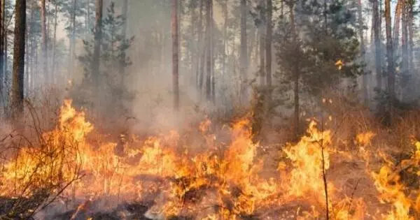 Wildfires Increase the Risk of Cancer