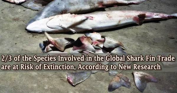 2/3 of the Species Involved in the Global Shark Fin Trade are at Risk of Extinction, According to New Research