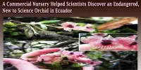 A Commercial Nursery Helped Scientists Discover an Endangered, New to Science Orchid in Ecuador