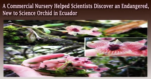 A Commercial Nursery Helped Scientists Discover an Endangered, New to Science Orchid in Ecuador