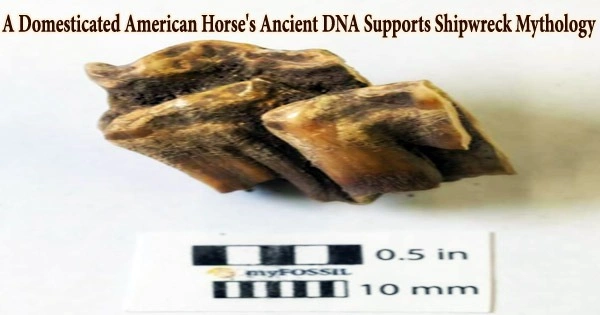 A Domesticated American Horse’s Ancient DNA Supports Shipwreck Mythology