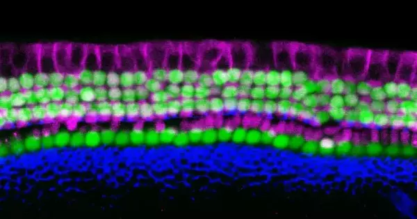 A Less Complicated Method of Creating Sensory Hearing Cells