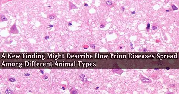A New Finding Might Describe How Prion Diseases Spread Among Different Animal Types