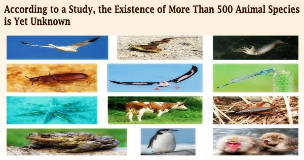 According to a Study, the Existence of More Than 500 Animal Species is Yet Unknown