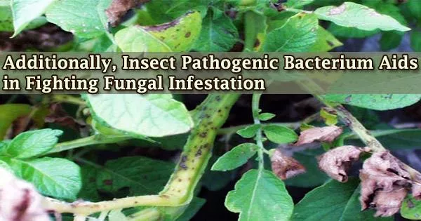 Additionally, Insect Pathogenic Bacterium Aids in Fighting Fungal Infestation