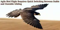 Agile Bird Flight Requires Quick Switching Between Stable and Unstable Gliding
