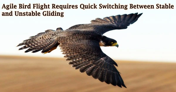 Agile Bird Flight Requires Quick Switching Between Stable and Unstable Gliding