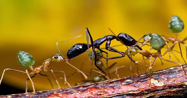 Eight-Year-Old Makes Important Finding About Ant-Wasp Collaboration