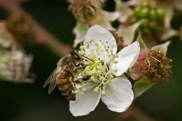 Bees-in-Orchards-are-increased-by-Flower-Strips-and-Hedges-Together-1