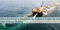Better Protection is Needed for the Atlantic’s At-Risk Sea Life from Growing Shipping