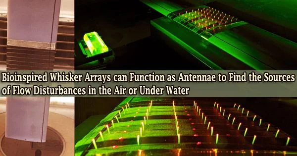 Bioinspired Whisker Arrays can Function as Antennae to Find the Sources of Flow Disturbances in the Air or Under Water