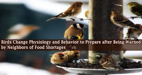 Birds Change Physiology and Behavior to Prepare after Being Warned by Neighbors of Food Shortages