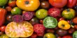 By Next Spring, GM Purple Tomatoes Will Start to Appear on US Menus