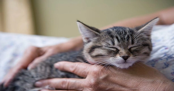 Have Cats Ever Scrubbed You While You Were Having a Cuddle?