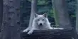 China Unveils the First Arctic Wolf Clone Puppy