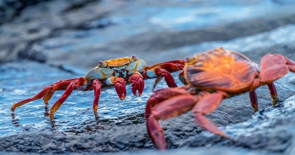 Crab And Lobster-based Batteries May Represent The Future of Renewable Energy