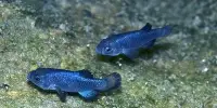 Desert Tsunami Caused by Mexico Earthquake in Death Valley Cave Housing World’s Rarest Fish