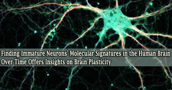 Finding Immature Neurons’ Molecular Signatures in the Human Brain Over Time Offers Insights on Brain Plasticity