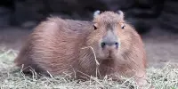 Finding Out That Capybaras Can Swim Majestically Underwater Surprises People