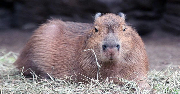 Finding Out That Capybaras Can Swim Majestically Underwater Surprises People
