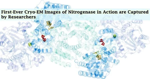 First-Ever Cryo-EM Images of Nitrogenase in Action are Captured by Researchers