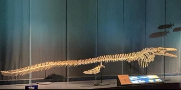 Fossils-of-a-66-million-year-old-Giant-Sea-Lizard-Discovered-1