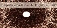 In Cooperative Microbial Communities, Drug Tolerance is Higher