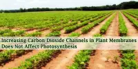 Increasing Carbon Dioxide Channels in Plant Membranes Does Not Affect Photosynthesis